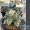 Ariocarpus maruibo x cauliflower