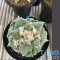 Ariocarpus cauliflower