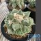 Ariocarpus cauliflower