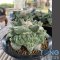 Ariocarpus cauliflower
