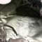 Used Chanel Shoulder Bag in Grey Metallic Calfskin RHW