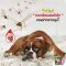[PETClub] Buxaway บักซ์ อเวย์ - ยากจุดกันยุงสำหรับสุนัข
