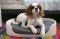 Curver Bunk Bed/Pet Carrier/Travel Crate with Cushions, 3-in-1