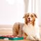 Nina-Ottosson Cat Interactive Toy - Dog Brick