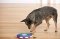 Nina-Ottosson Dog Interactive Toy - ของเล่นฝึกทักษะสุนัข รุ่น Dog Twister