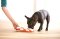 Nina-Ottosson Dog Interactive Toy - Dog Smart