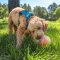 Outward Hound Topsy Treat Ball - ลูกบอลซ่อนขนม ฝึกทักษะ
