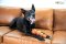 Outward Hound Squeaker Ballz - ลูกเทนนิส ไซส์เล็ก 4 ลูก