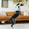 P.L.A.Y - Fetching Flock Collection Dog Plush Toy