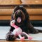 P.L.A.Y - Fetching Flock Collection Dog Plush Toy