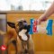 P.L.A.Y - Snack Attack Collection Dog Plush Toy