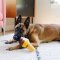 P.L.A.Y - Snack Attack Collection Dog Plush Toy