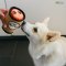 P.L.A.Y - Pup Cup Cafe Collection Dog Plush Toys