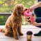 P.L.A.Y - Pup Cup Cafe Collection Dog Plush Toys