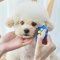 [PETClub] Pethroom Easy Facial Comb fot Dogs & Cats