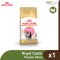 Royal Canin Persian Kitten - ลูกแมว พันธุ์เปอร์เซีย