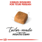 Royal Canin Persian Kitten - ลูกแมว พันธุ์เปอร์เซีย