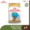 Royal Canin Poodle Puppy - ลูกสุนัข พันธุ์พุดเดิ้ล