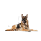 Royal Canin Maxi Ageing 8+ Chunks In Gravy