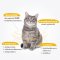 Sun Wonder Cat Probiotics - โพรไบโอติกเสริมสมดุลระบบย่อยอาหารแมว 12ซอง/กล่อง