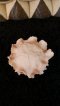 Fragrant Clay Carnation - Beige Color