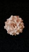 Fragrant Clay Carnation - Beige Color