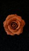 Fragrant Clay Rose - Brown Color