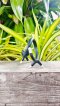 Long Black Cat