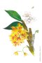 BMK Postcard (Dendrobium Salcatum)