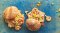 Shrimp, Mango, and Avocado Roll : โรลกุ้ง, มะม่วง และ อโวคาโด
