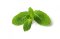 กลิ่นสะระแหน่(WT03362) Pepermint Flavor