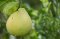 Pomelo Flavor(WT31213)