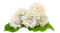 JASMINE FLAVOUR(WT33813-3)