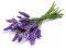 กลิ่นลาเวนเดอร์(WT05713) Lavender flavour