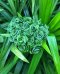 PANDAN FLAVOUR(SC V11103)