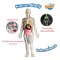 ชุดของเล่นวิทยาศาสตร์โมเดลร่างกายมนุษย์ Human Body รุ่น 2163 ยี่ห้อ Buki France