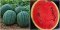 เมล็ดแตงโมแดง (50s)