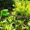 POLE SAW 2 IN 1, 40V INCLUDING BATTERY AND CHARGER