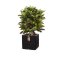 Croton Deluxe - H 90 cm.