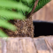 FERN TREE - H 92 CM
