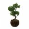 Ficus Bonsai - H 97 cm.