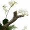 Phalaenopsis - H 90 cm.