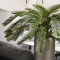 Cycas Palm Deluxe - H 120 cm.
