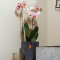 Orchid Pot Groove (Size D 7 x H 9 cm)
