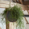 กระถางต้นไม้ Planter Ball Row (Size D 17 x H 14 cm)