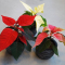Planter Ball Row (Size D 10 x H 9 cm)