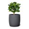 BARREL สีดำ 34x34