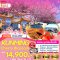 ทัวร์จีน BC8L01 KUNMING Cherry Blossom คุนหมิง ภูเขาหิมะเจี้ยวจื่อ  แผ่นดินสีแดง“ตงชวน”