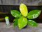 Perfect Plant Leaf Shine ดูแลรักษาใบพืช