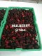 มัลเบอรี่สด ลูกหม่อนสด(แช่แข็ง) Mulberry Fruit จำนวน2000 กก.